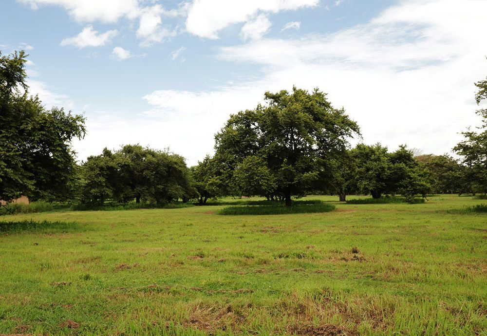 Lush green meadow with several large trees under a partly cloudy blue sky.
