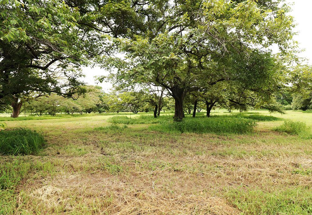 Grassy field with scattered trees under a bright sky.