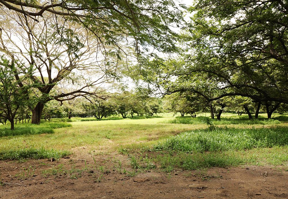 Grassy clearing surrounded by trees with green foliage and bare branches, under a bright sky.