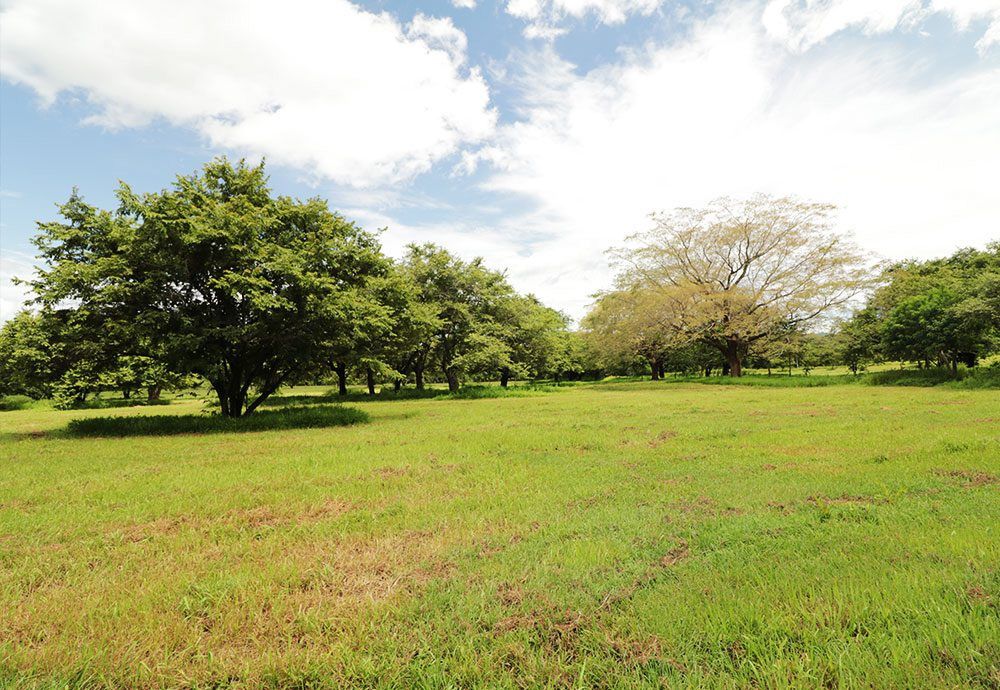 Grassy field with scattered trees under a partly cloudy sky.