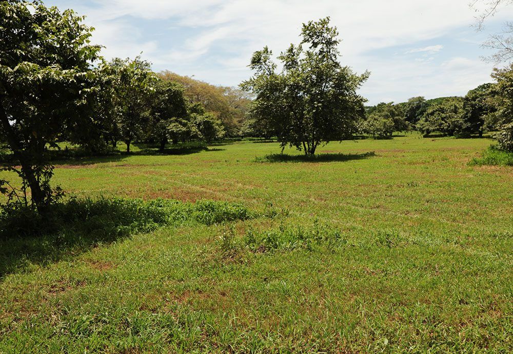 Grassy field with scattered trees under a partly cloudy sky.
