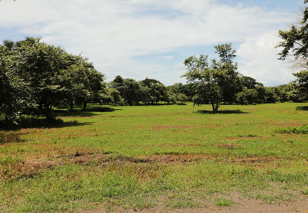 Green field with trees under a partly cloudy sky.