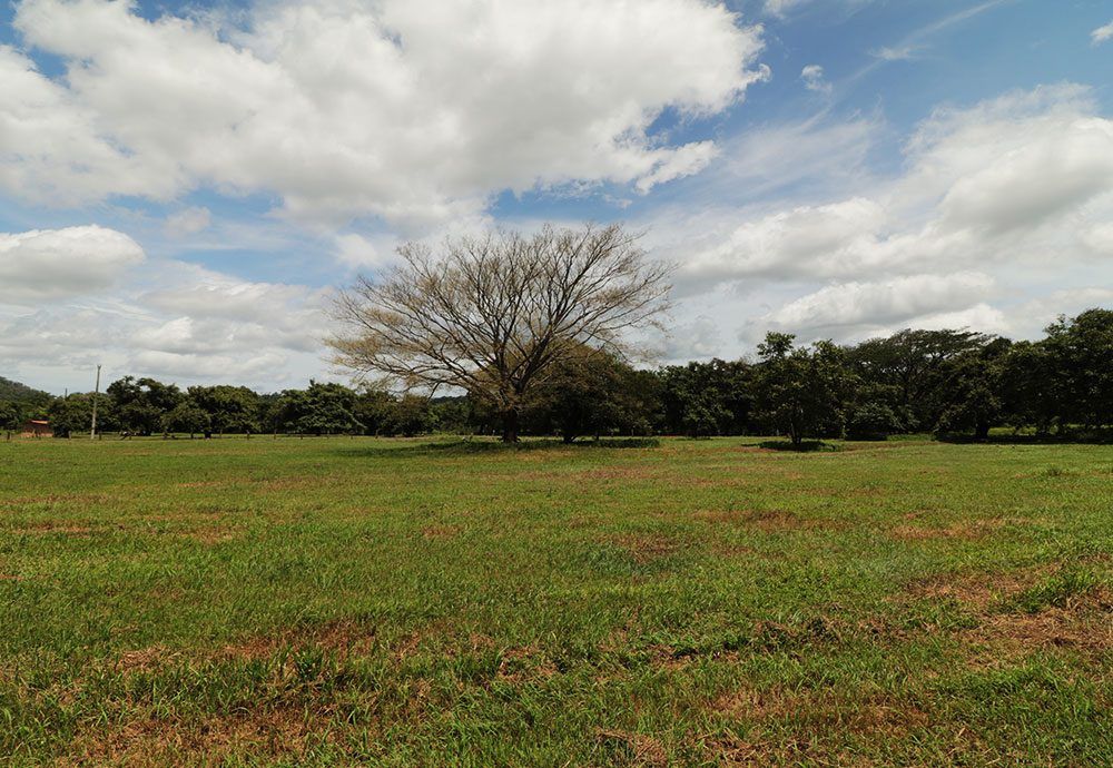 Green field with a large tree in the center, under a blue sky with scattered white clouds.
