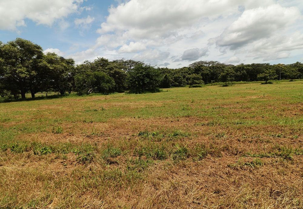 Grassy field with trees in the background under a partly cloudy sky.