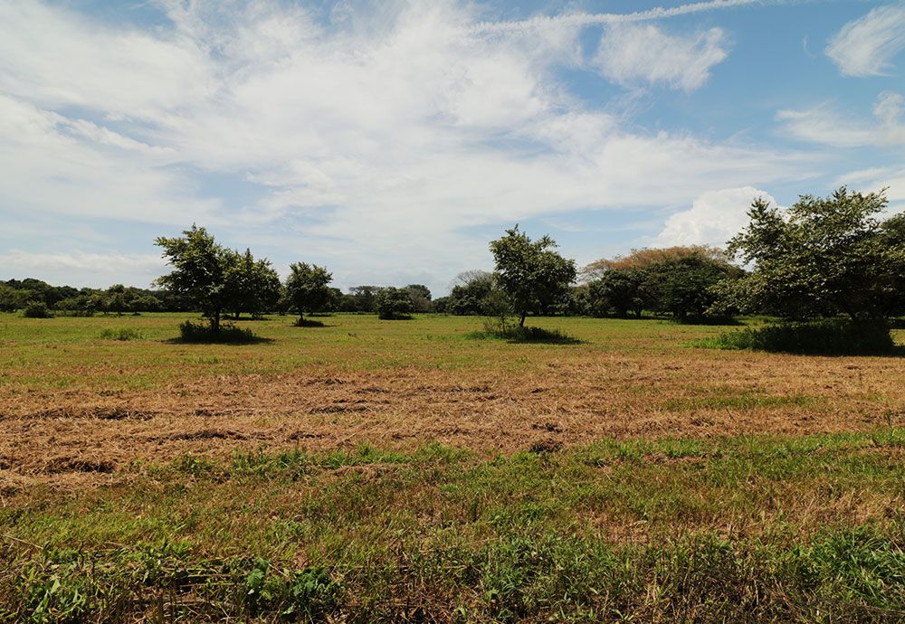 Field of brown and green grass with scattered trees under a partly cloudy blue sky.