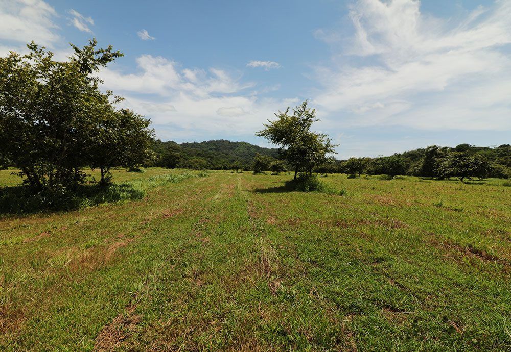 Green field with trees under a blue sky, mountain in the background.