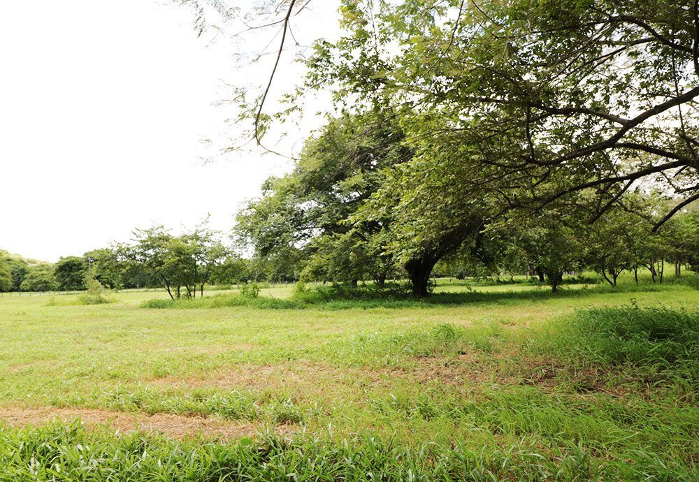 Green grassy field with scattered trees under a bright sky.