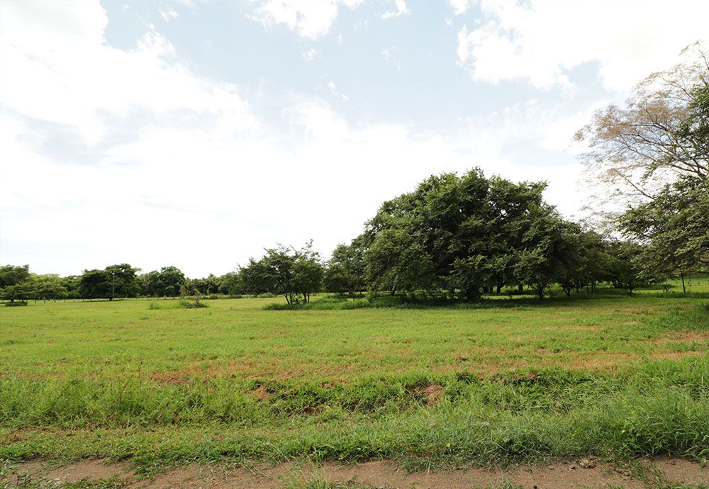 Green field with scattered trees under a cloudy sky.