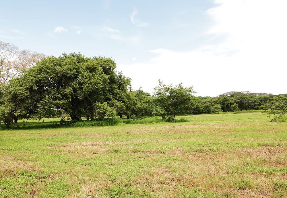 Grassy field with scattered trees under a partly cloudy sky.