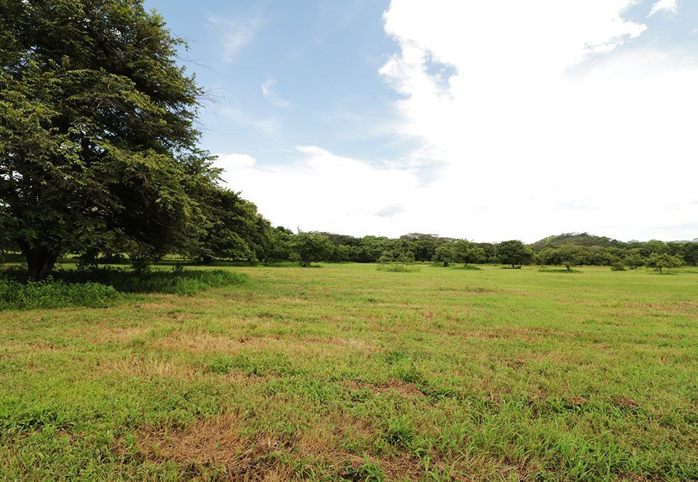 Green field with scattered trees under a partly cloudy sky.