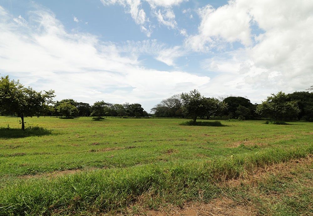 Green field with scattered trees under a blue sky with clouds.