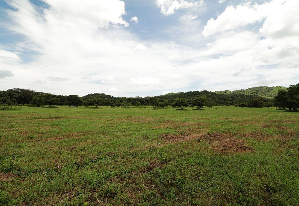Green field with scattered trees under a partly cloudy sky.