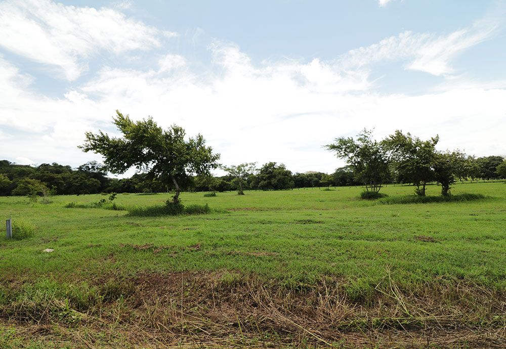 Green field with scattered trees under a cloudy sky.