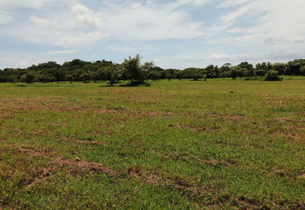 Green field with trees in the background under a cloudy sky.