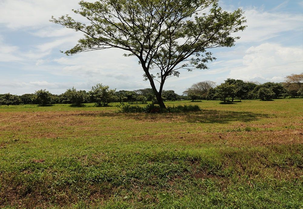 Green field with a large tree in the center, other trees in the background, under a cloudy sky.