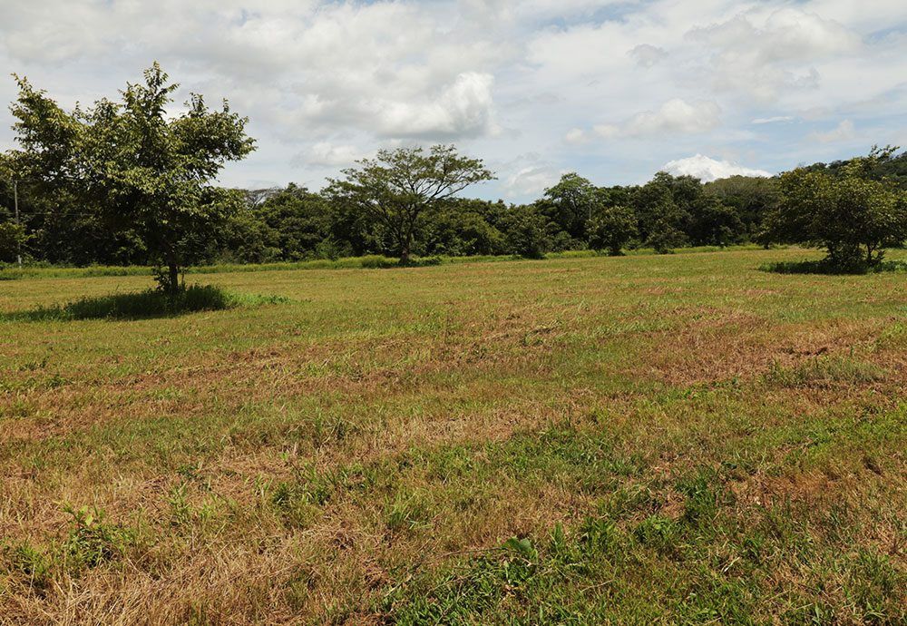 Grassy field with scattered trees under a partly cloudy sky.