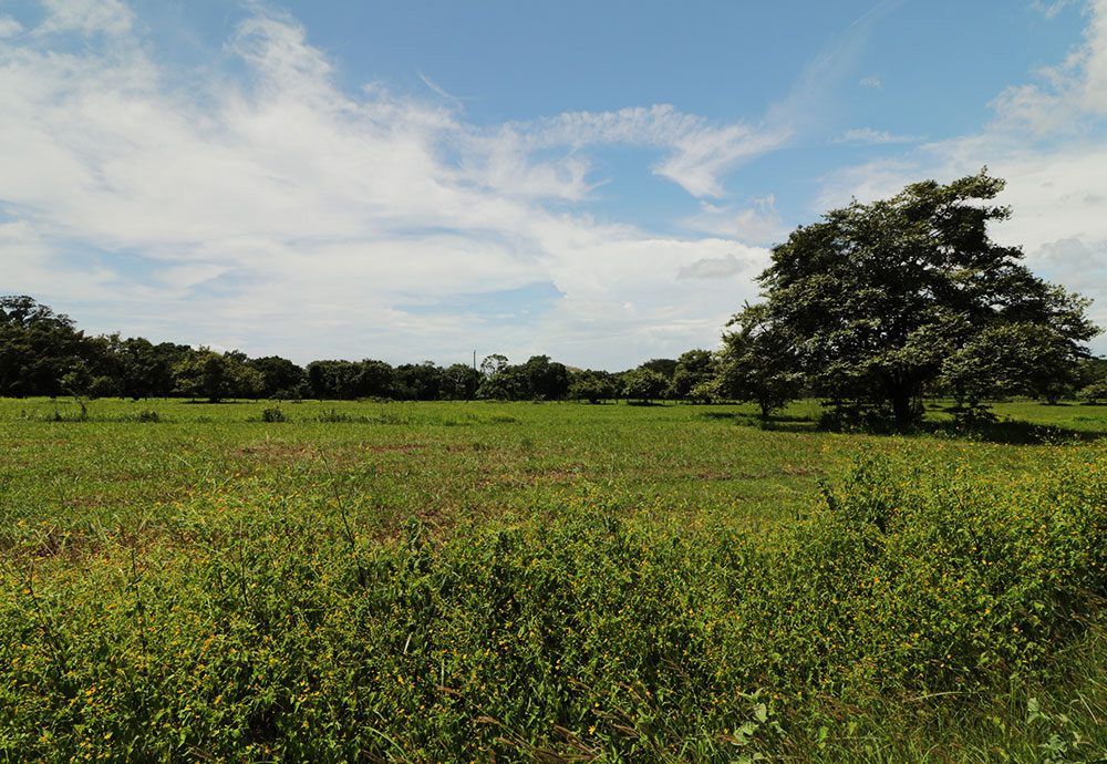 Green field with trees under a blue, cloudy sky.
