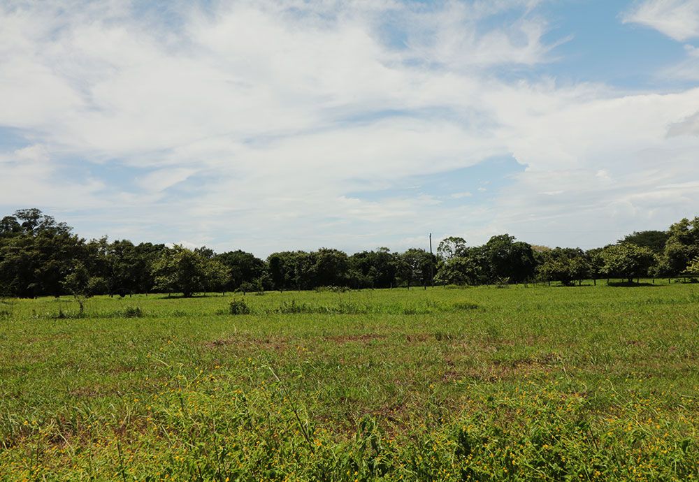 Green field with trees under a partly cloudy blue sky.