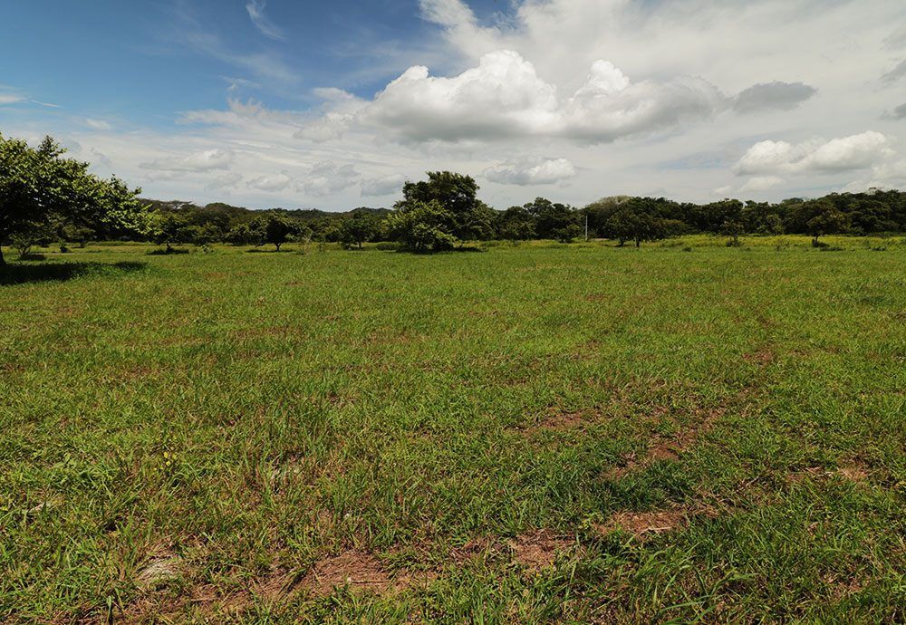 Green field with trees under a blue sky with fluffy white clouds.