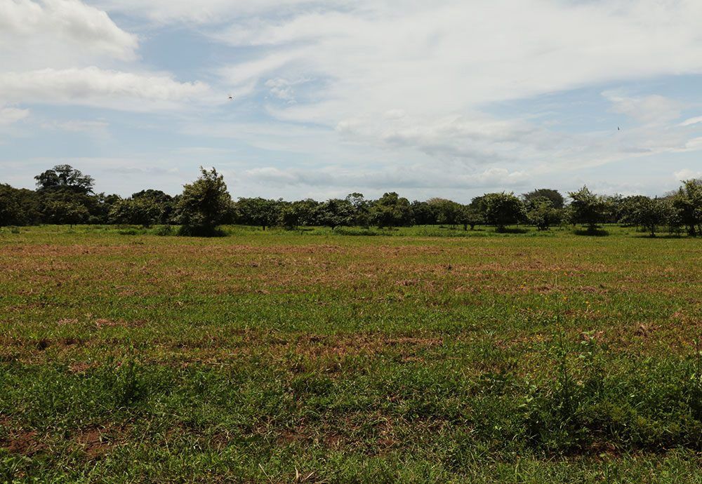 Field of grass in front of a row of trees under a cloudy blue sky.