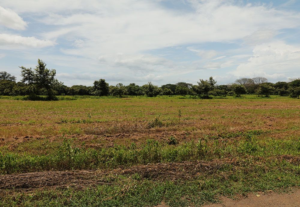 Field of green and brown crops with trees in the background under a cloudy sky.