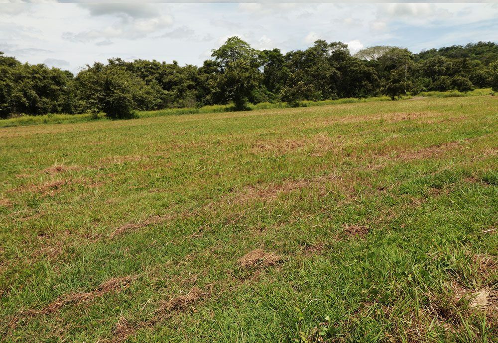 Grassy field with rows of cut grass, trees in the background, cloudy sky.