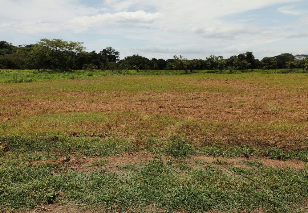 Field of brown and green crops with a treeline and cloudy sky.