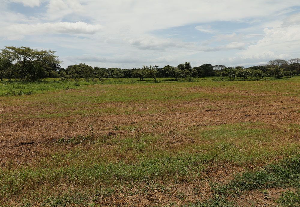 Field of green and brown grass under a cloudy sky, with trees in the background.