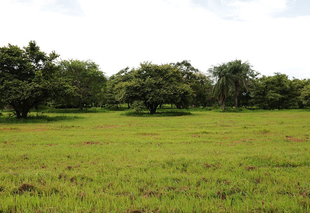Green field with scattered trees under a cloudy sky.