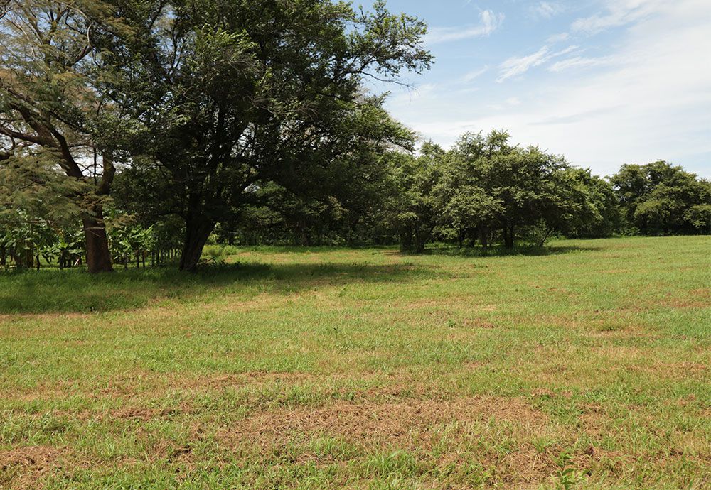 Green field with scattered trees under a partly cloudy sky.