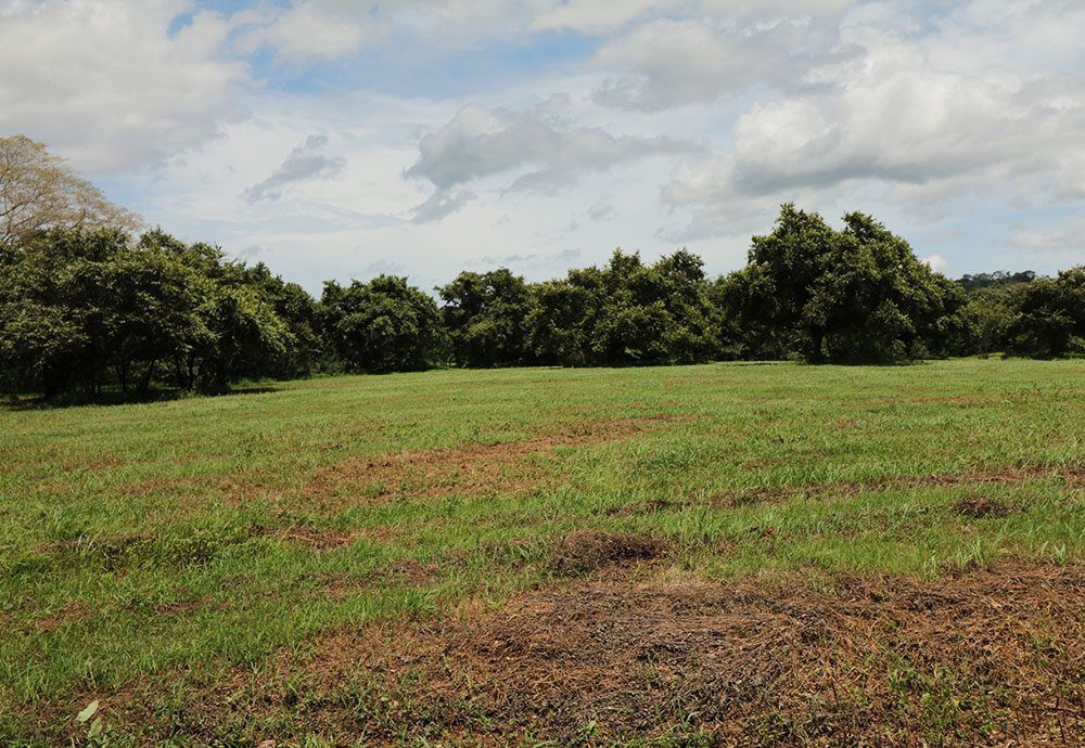 Grassy field with a line of trees under a cloudy sky.