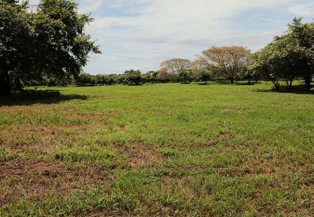 Grassy field with scattered trees under a partly cloudy sky.