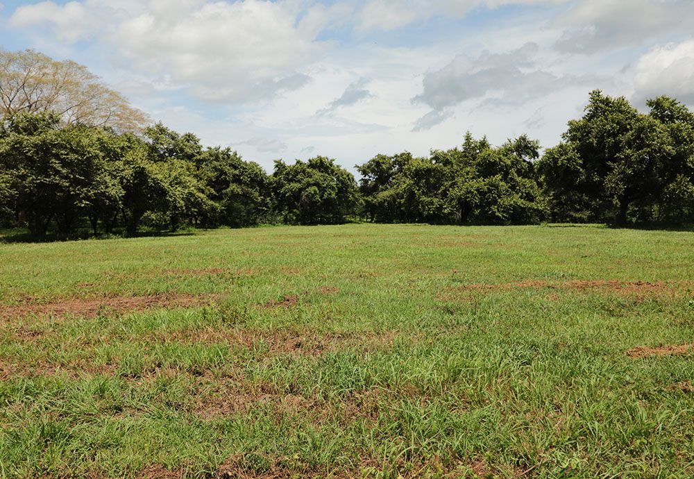 Green field with line of trees under cloudy sky.