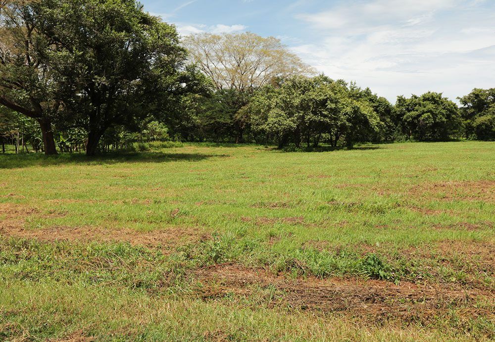 Lush green field with trees along the edge under a partly cloudy blue sky.