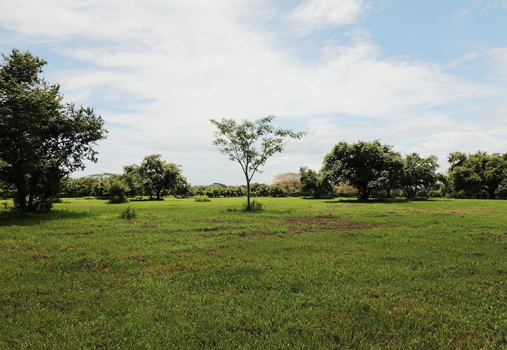 Green field with scattered trees under a cloudy sky.