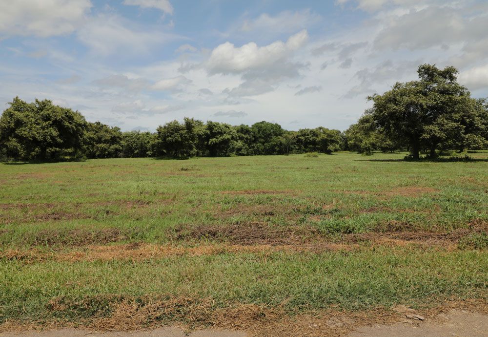 Grassy field with rows of trees under a cloudy sky.
