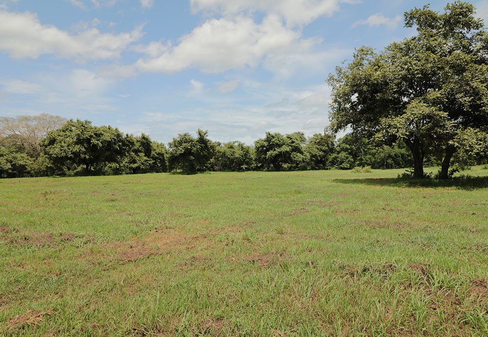 Green field with trees under a partly cloudy sky.