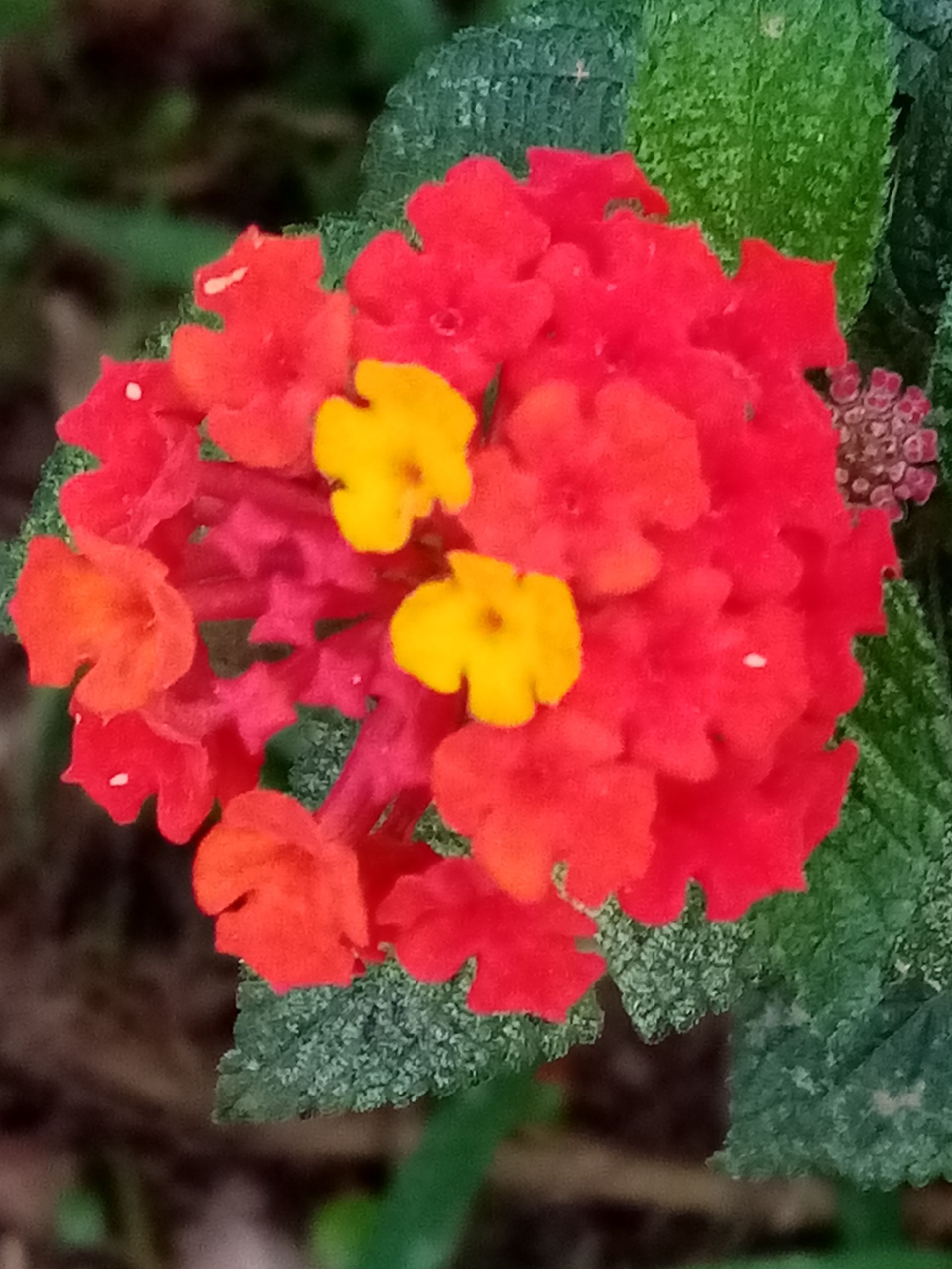 Red and orange lantana flower cluster with yellow centers, surrounded by green leaves.