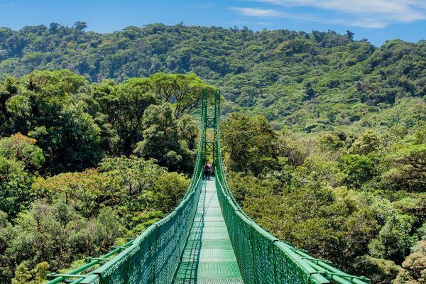 Suspension bridge over a lush green forest canopy.