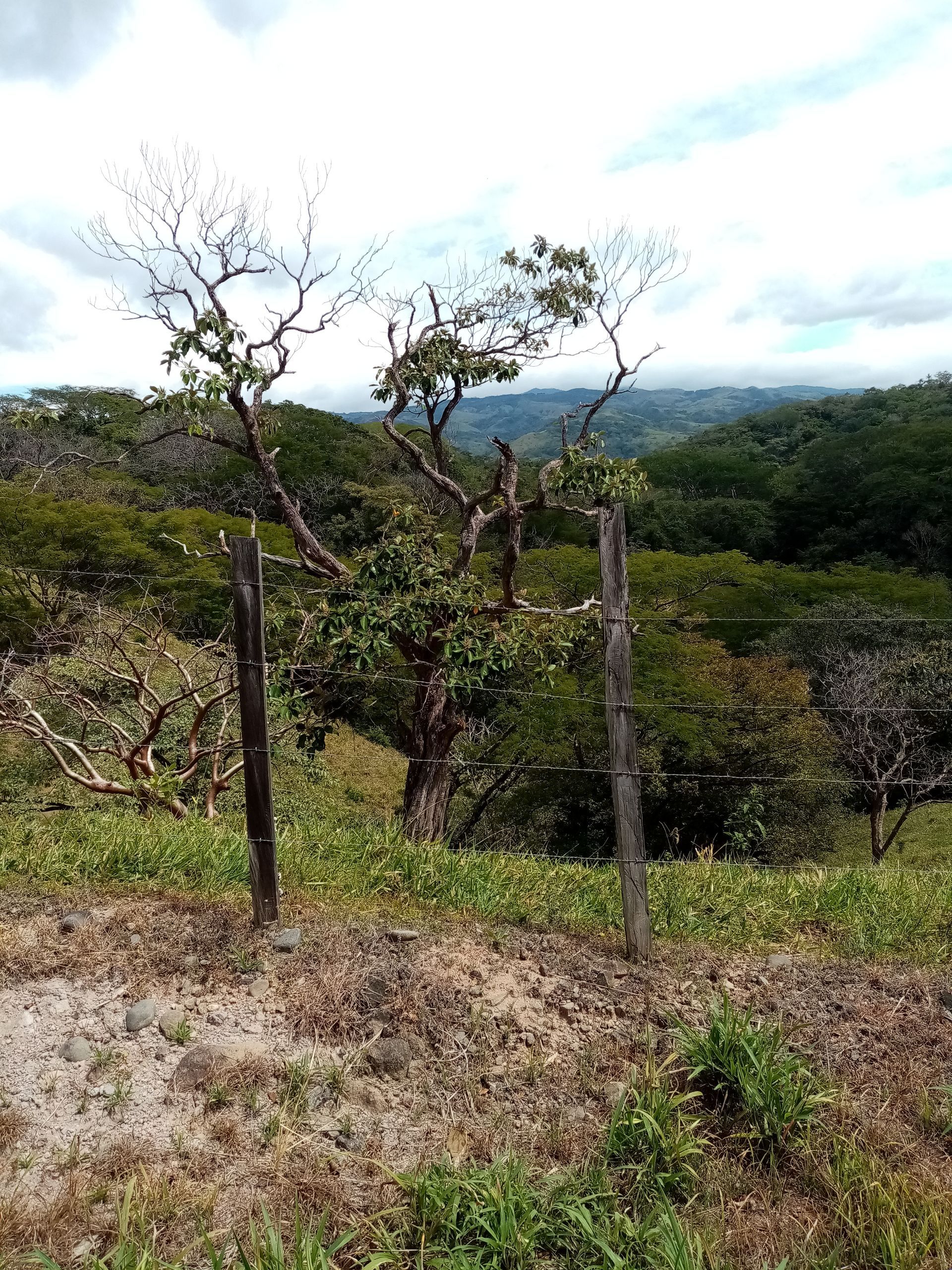 Grassy hillside with a tree and two fence posts. Green foliage and overcast sky in the background.