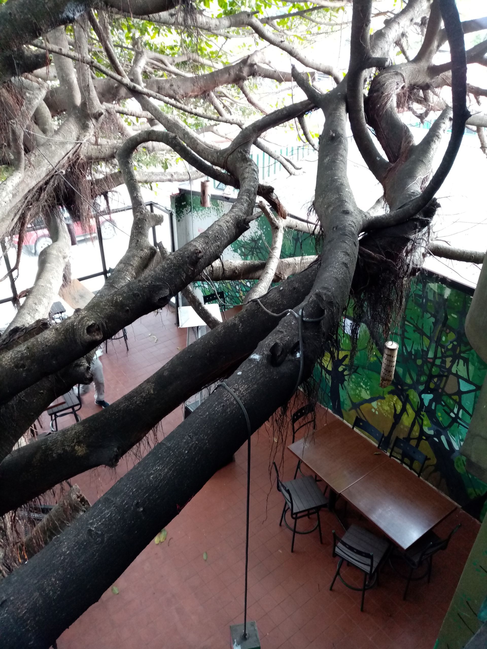 Overhead view: Tree branches extending over outdoor seating area. Red floor, wooden table, chairs.
