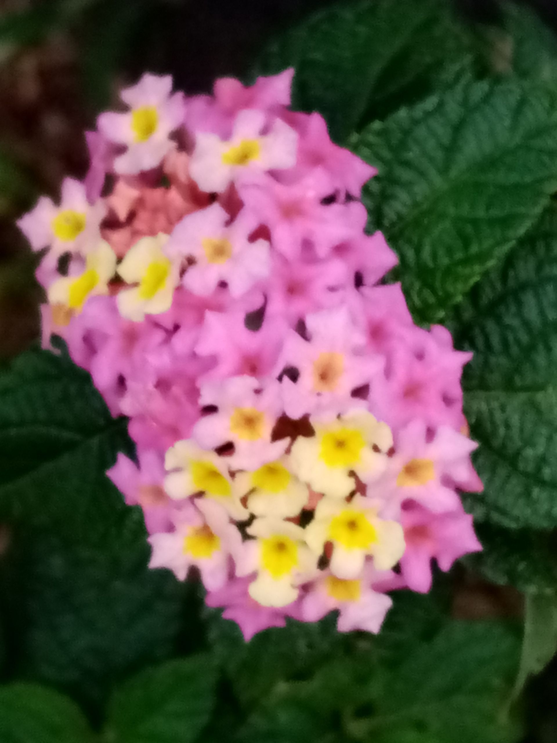 Pink and yellow lantana flowers bloom, surrounded by green leaves.