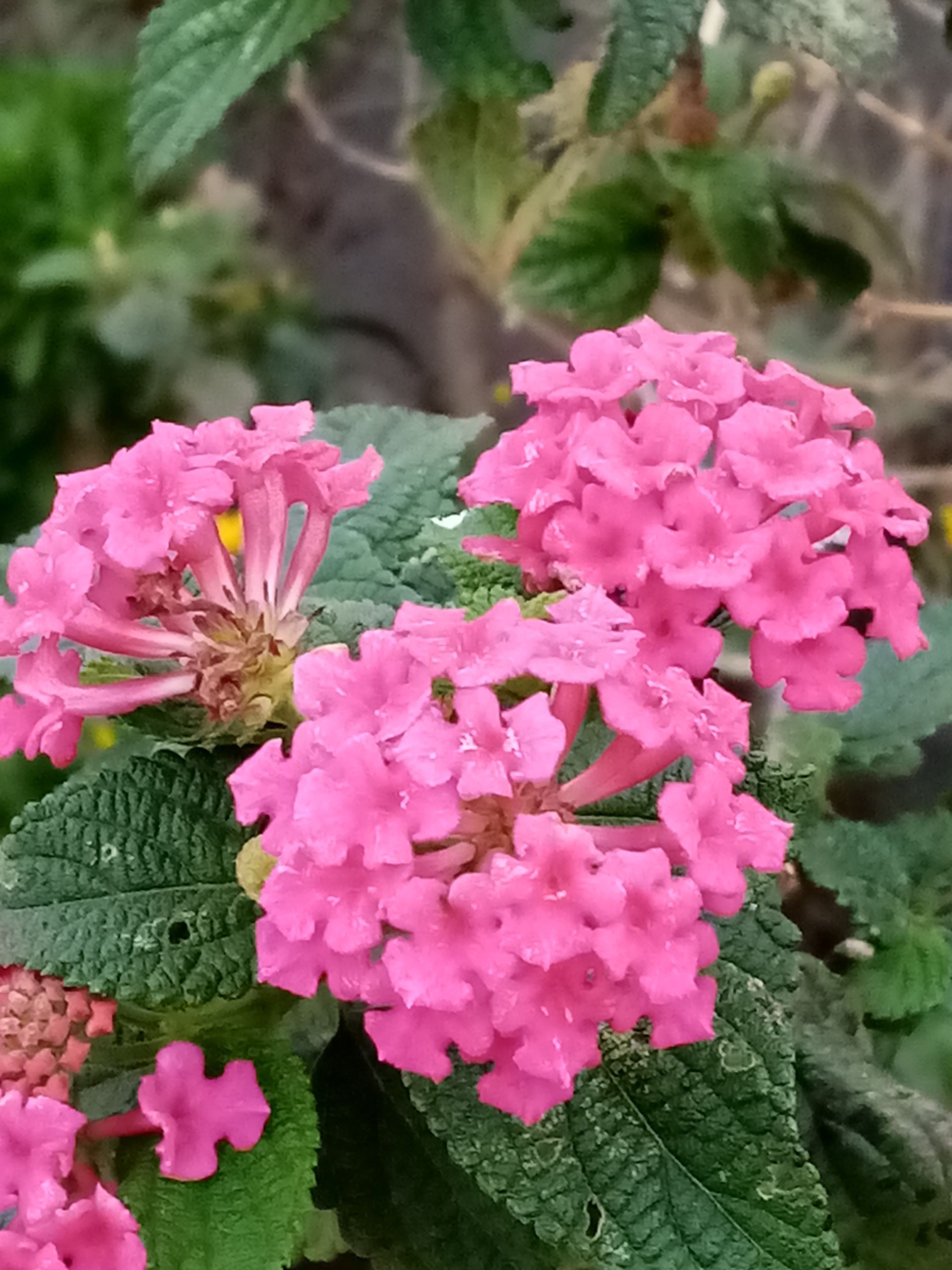 Pink lantana flowers blooming amongst green leaves.