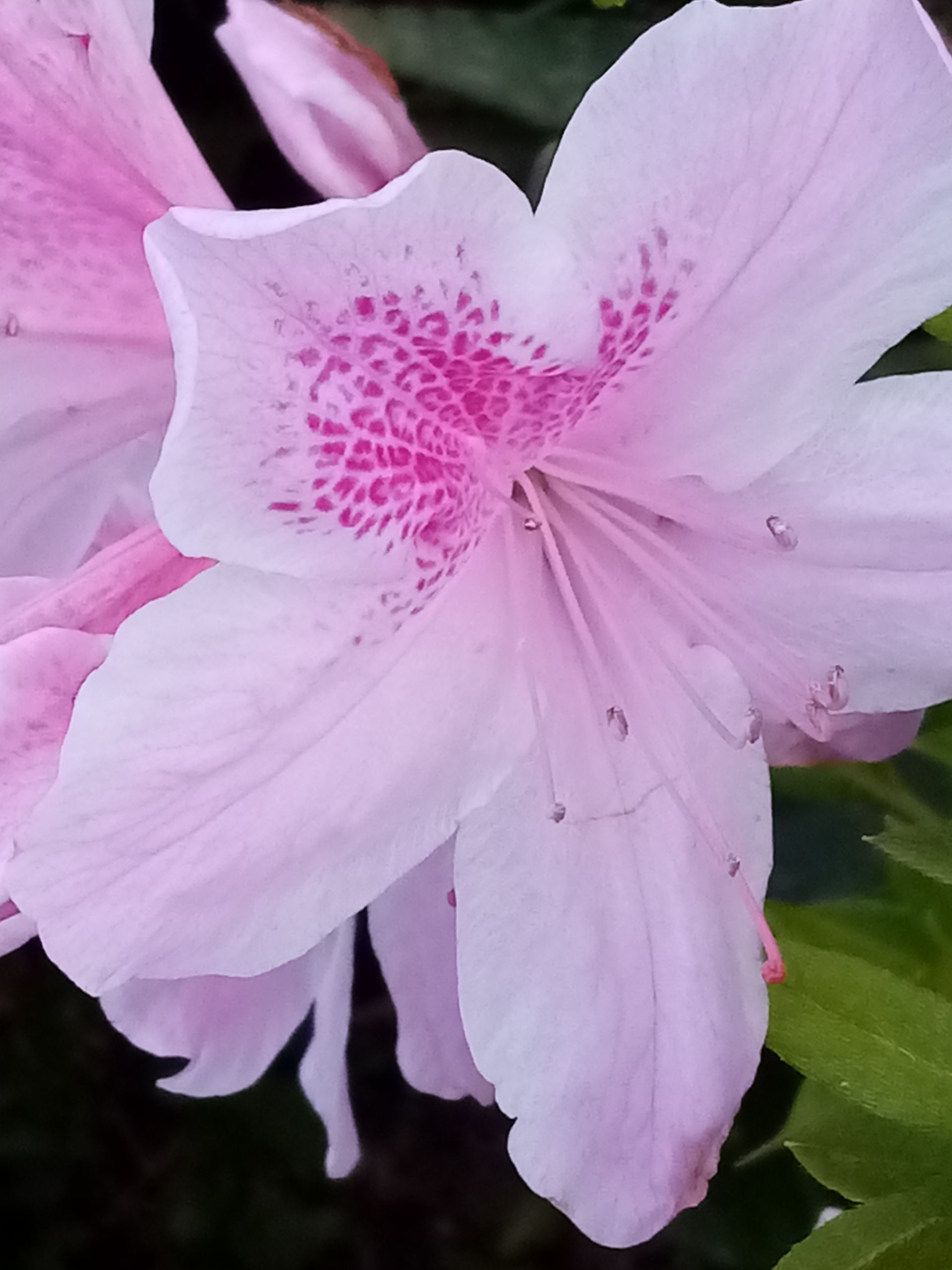 Pink azalea flower with dark pink speckles in the center.
