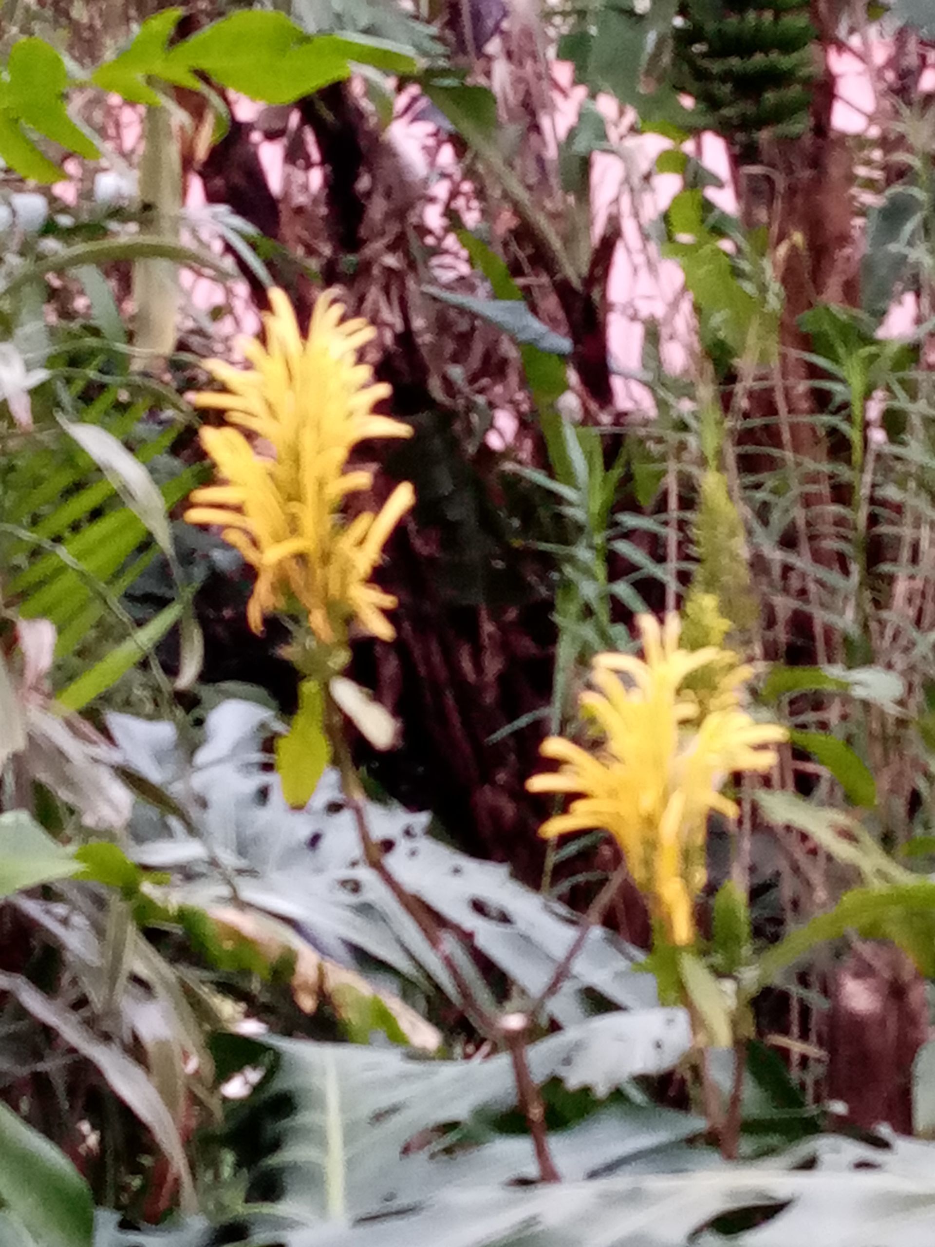 Yellow flowering plants in a lush green jungle setting.