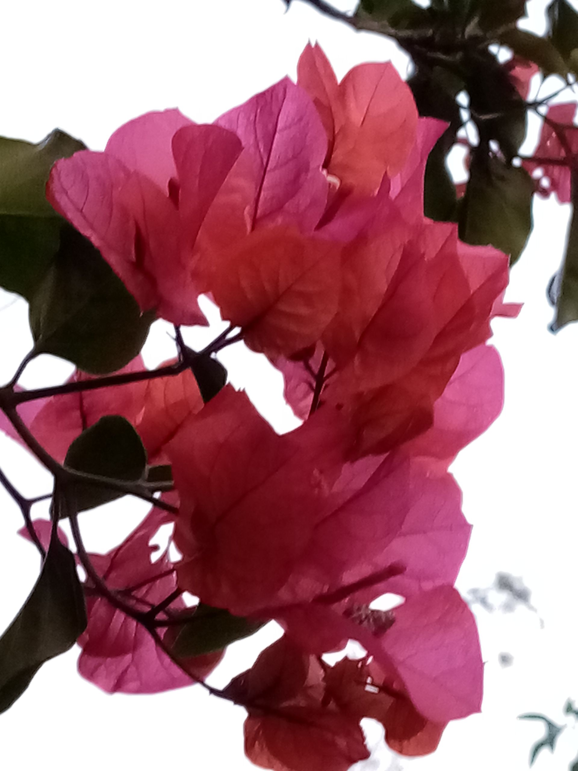 Pink and red bougainvillea flowers blooming on a vine with green leaves.
