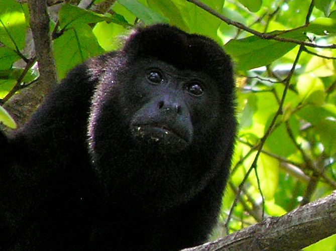 Black howler monkey in a tree, looking at the camera with a neutral expression, surrounded by green leaves.
