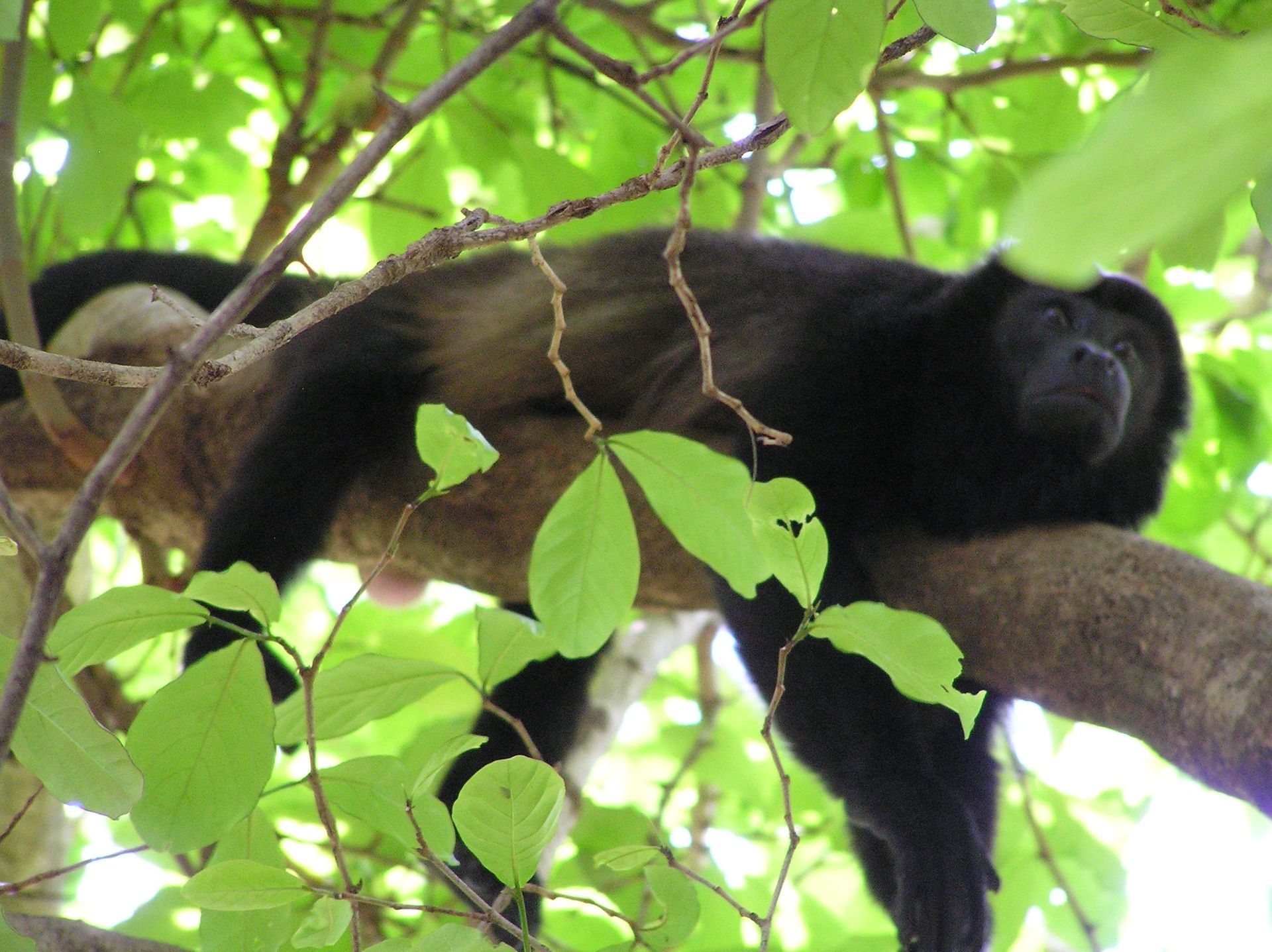 Black howler monkey resting on a tree branch, surrounded by green leaves.