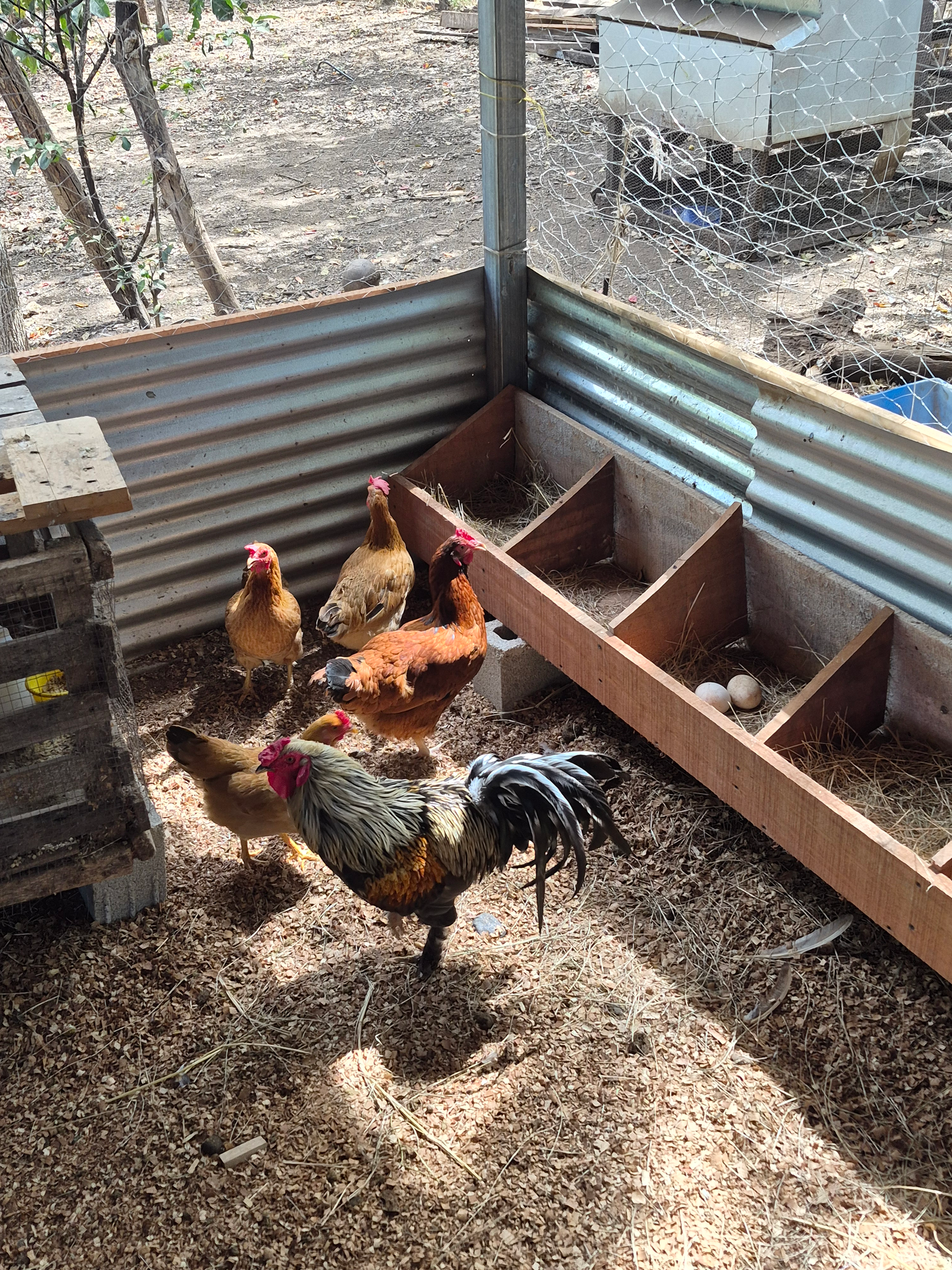 Chickens in a coop with nesting boxes. A rooster stands in front of several hens, wood shavings on the floor.