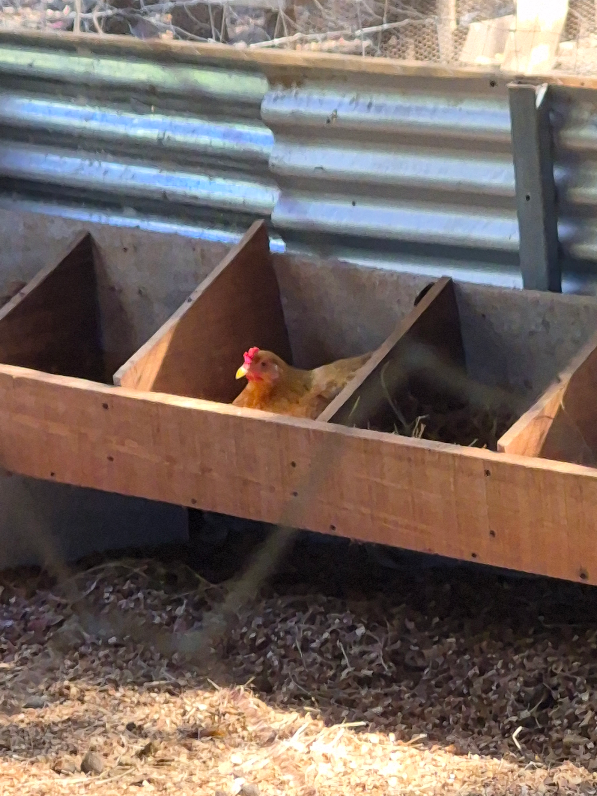 Chicken sitting in a nesting box inside a coop.